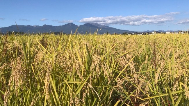 10月1日〜10月4日（日）は「日本酒で乾杯WEEK」！コロナ禍の日本酒業界を盛り上げる、「hiyakan」と「亀の海」を応援しよう！