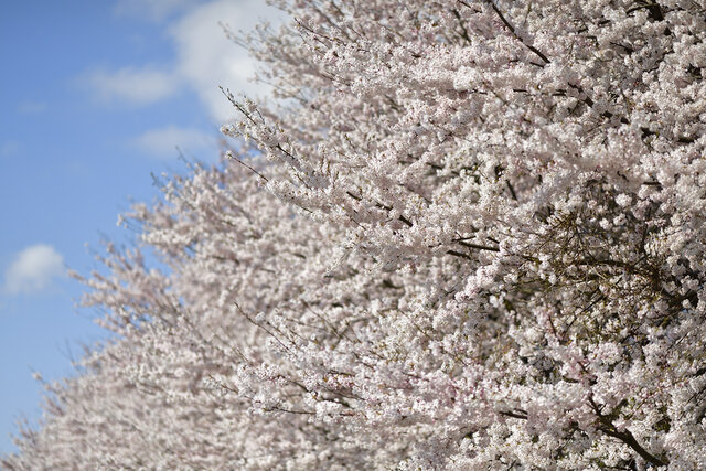 満開の桜