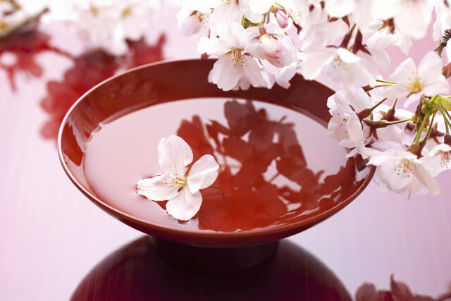 【KUBOTAYA】今年の花見酒には日本酒を楽しもう。春の幕開けにおすすめの商品を紹介