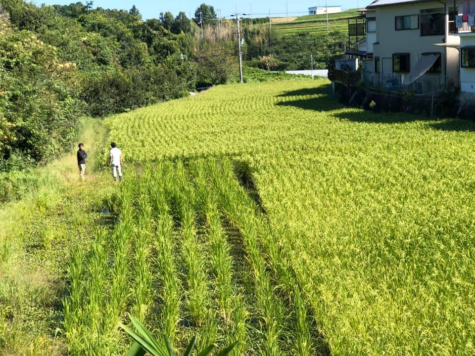 【福祉×農×伝統】日本酒で社会を繋ぐ御神酒"出世男 金の鳩”