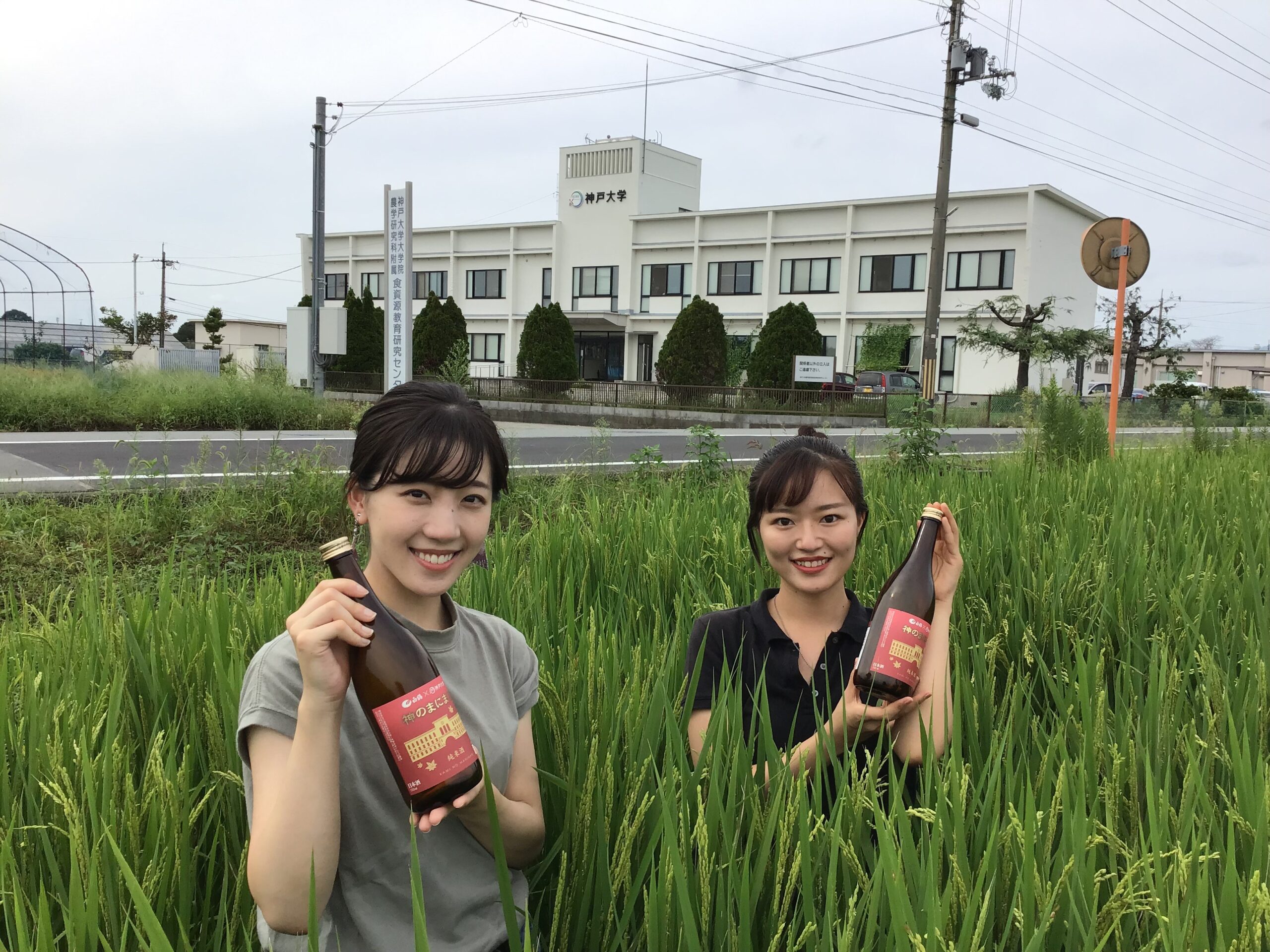 白鶴酒造と神戸大学の共同開発・純米酒「神のまにまに」、兵庫県加西市ふるさと納税返礼品に認定　　～醸造工程改善により、口の中に心地よい華やかな香りを感じる酒質に改良～