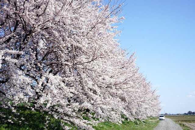 万本桜植樹帯