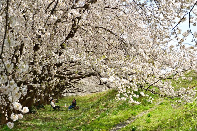 加治川堤の桜