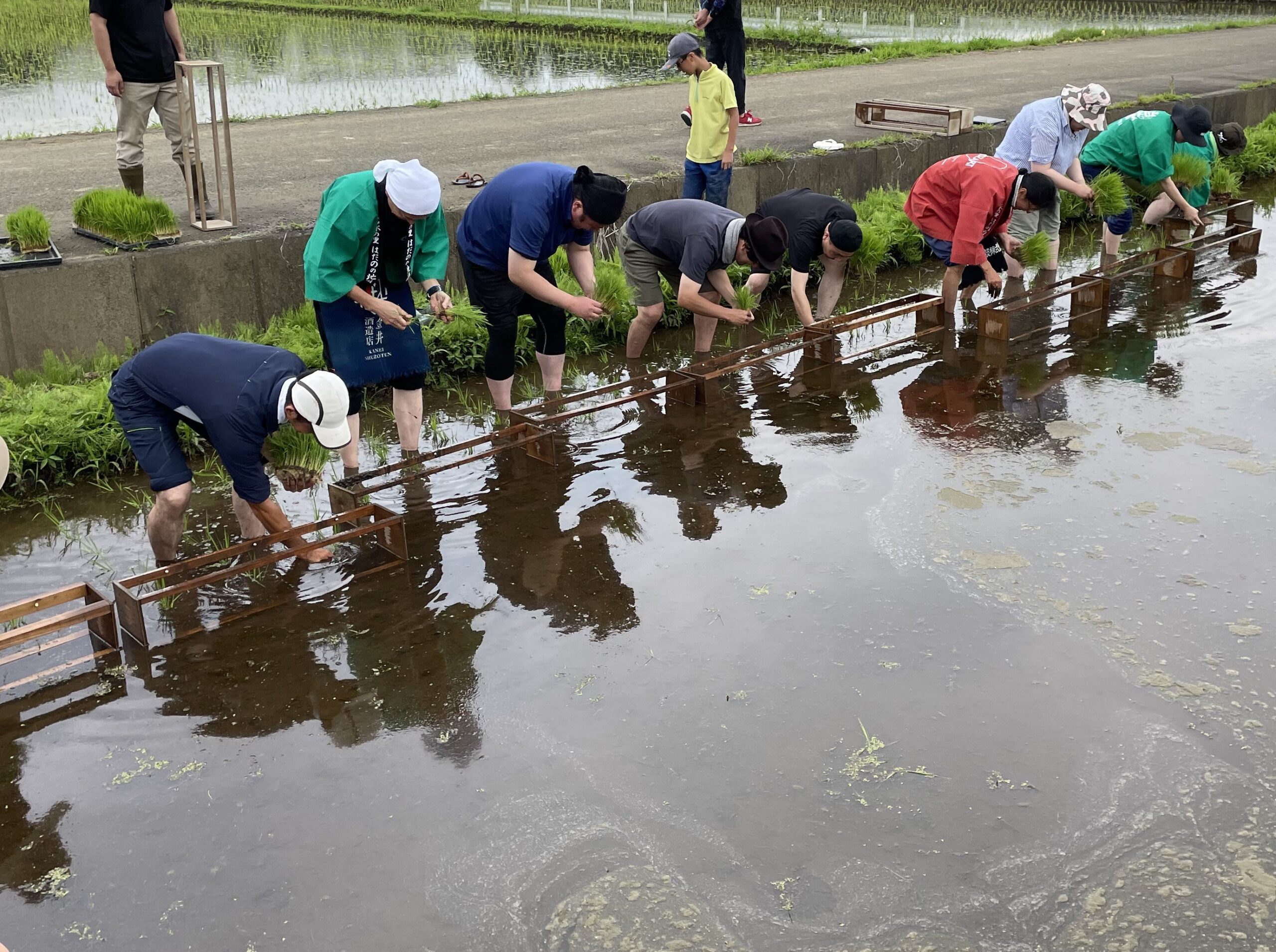 神奈川県秦野市の酒蔵、金井酒造店が酒米の田植えを実施