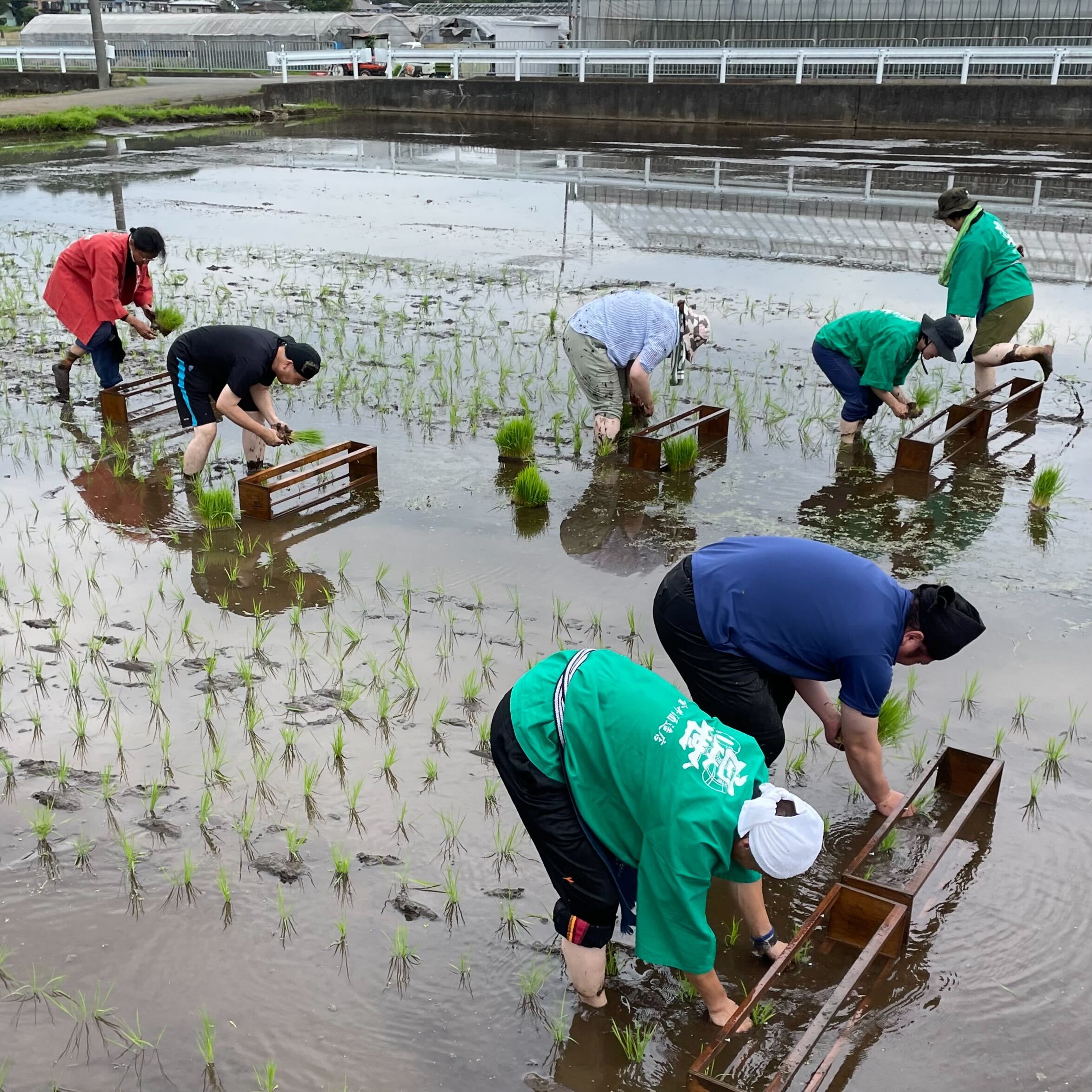 神奈川県秦野市の酒蔵、金井酒造店が酒米の田植えを実施