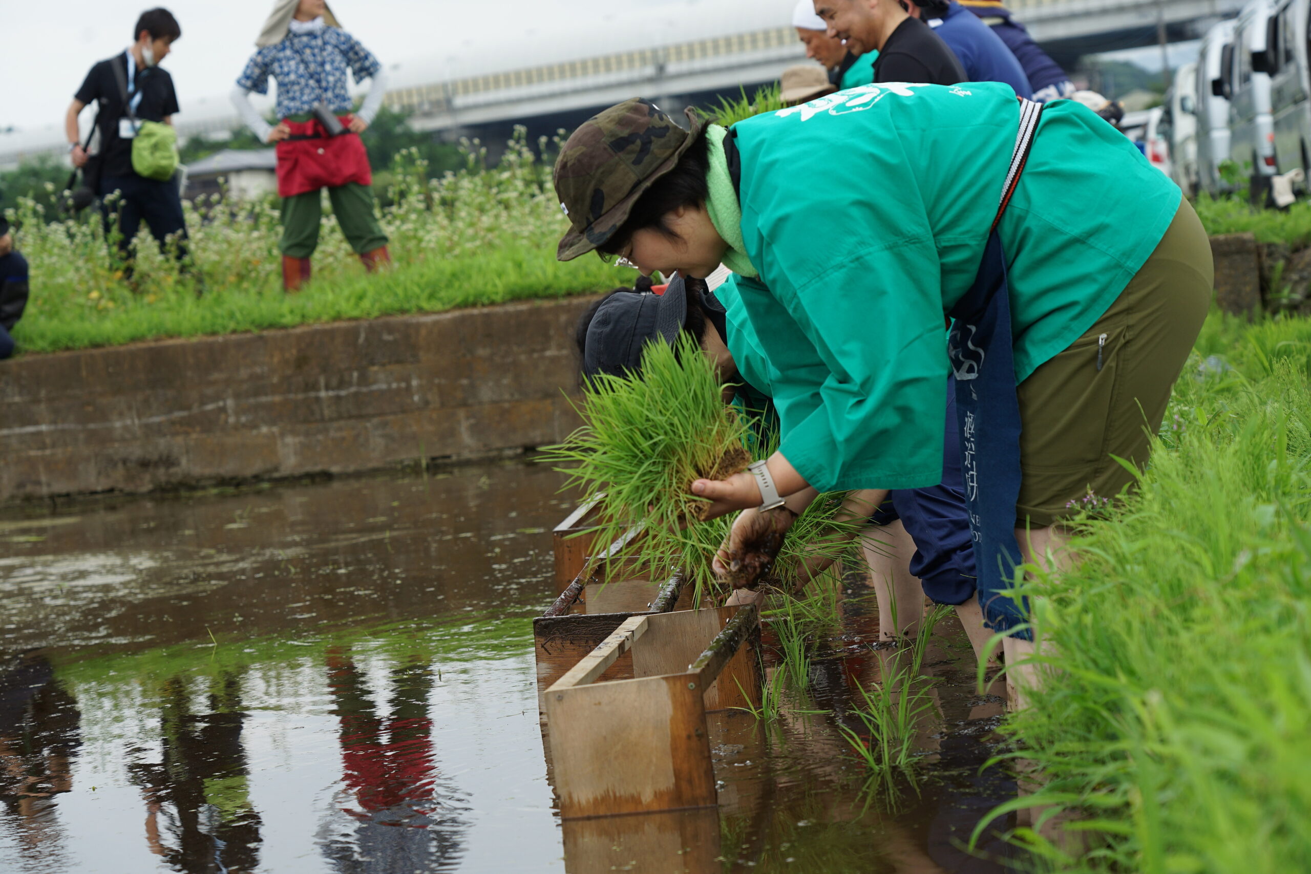 神奈川県秦野市の酒蔵、金井酒造店が酒米の田植えを実施