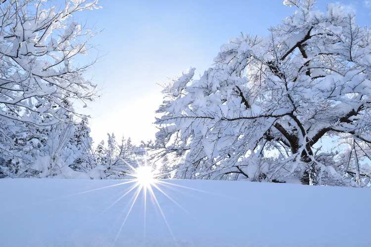 世界有数の豪雪地で雪と共に日本酒を醸す津南醸造。日本酒3本を酒蔵に降り注ぐ雪で覆い包んで贈る郷雪セット。2023年12月の初雪とともに発売開始。