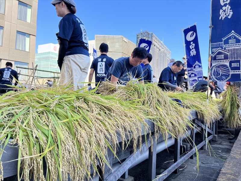 銀座育ちの酒米で造った“純米大吟醸酒” 白鶴から40本限定発売