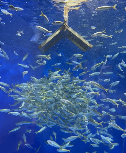 【アクアワールド茨城県大洗水族館】日本酒が楽しめる大人のためのナイトアクアリウム宴夜（えんや） ３年ぶりに開催決定！【２０２４年１０月２６日（土）１７：３０～２０：００ １日限定開催】