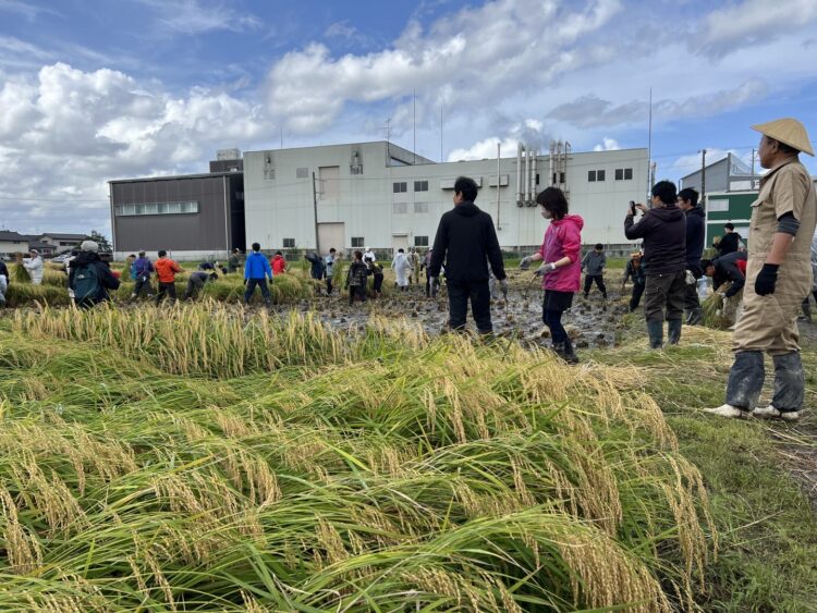 蔵人たちと一緒に、幻の酒米菊水の稲刈り！  菊水酒造が 稲刈り体験イベント参加者 募集