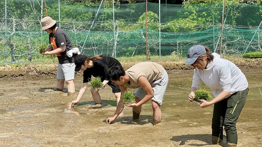 限定50本！居酒屋店長が田植えから酒造りまで挑戦した“招徳酒造”コラボ日本酒が誕生！【北海道海鮮 にほんいち 福島店】