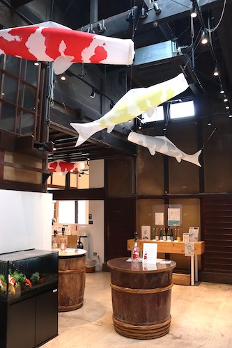 酒蔵を泳ぐ!? 今代司酒造 日本酒「錦鯉」オリジナルこいのぼりを直売店内に掲揚中!