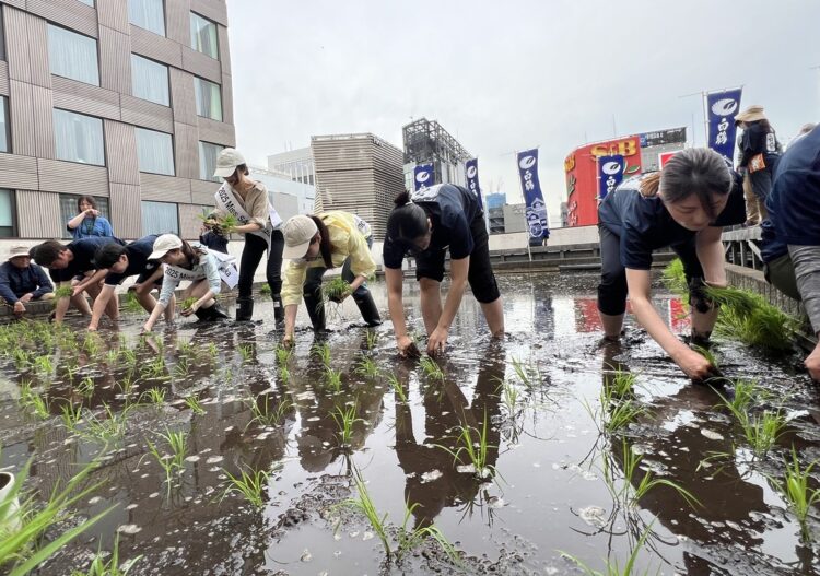 東京・銀座屋上の田んぼ「白鶴銀座天空農園」で自社開発酒米「白鶴錦」の田植えが無事終了!~日本酒文化の発信と屋上緑化、食育の取り組み~ 東京・銀座屋上の田んぼ「白鶴銀座天空農園」で自社開発酒米「白鶴錦」の田植えが無事終了!~日本酒文化の発信と屋上緑化、食育の取り組み~