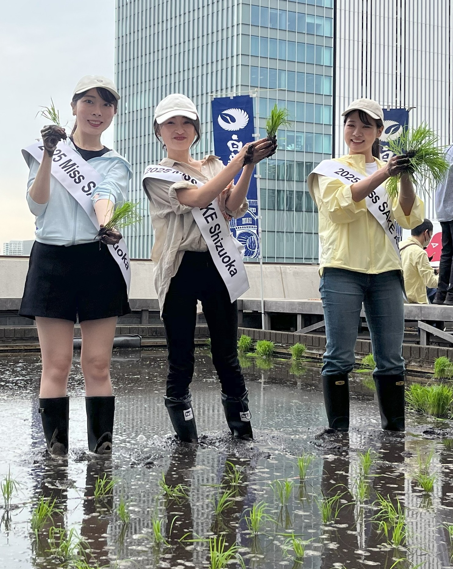 東京・銀座屋上の田んぼ「白鶴銀座天空農園」で自社開発酒米「白鶴錦」の田植えが無事終了！～日本酒文化の発信と屋上緑化、食育の取り組み～