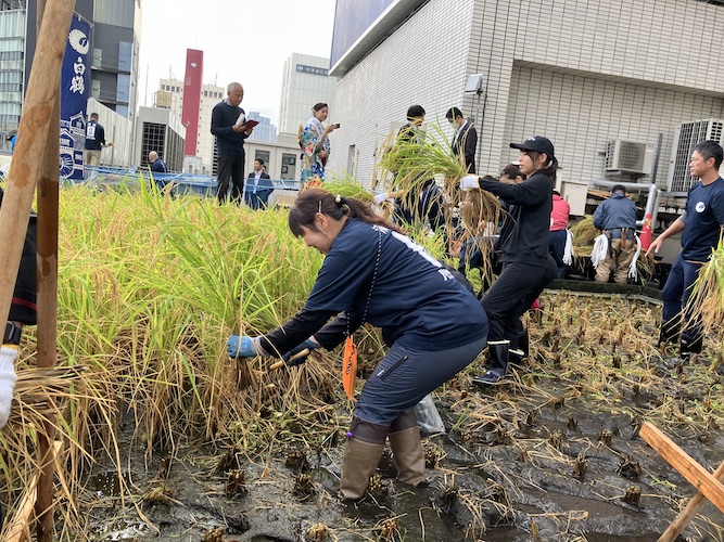 銀座育ちの酒米で造った“純米大吟醸酒” 白鶴から40本限定発売