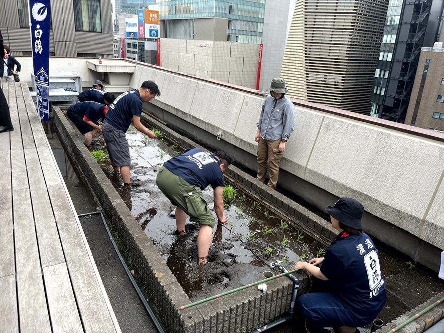 東京・銀座屋上の田んぼ「白鶴銀座天空農園」で自社開発酒米「白鶴錦」の田植えが無事終了！～日本酒文化の発信と屋上緑化、食育の取り組み～