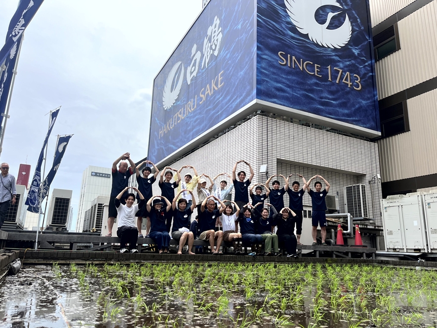 東京・銀座屋上の田んぼ「白鶴銀座天空農園」で自社開発酒米「白鶴錦」の田植えが無事終了！～日本酒文化の発信と屋上緑化、食育の取り組み～