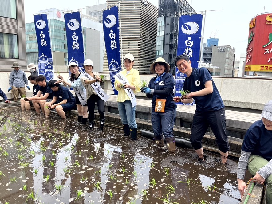 東京・銀座屋上の田んぼ「白鶴銀座天空農園」で自社開発酒米「白鶴錦」の田植えが無事終了！～日本酒文化の発信と屋上緑化、食育の取り組み～