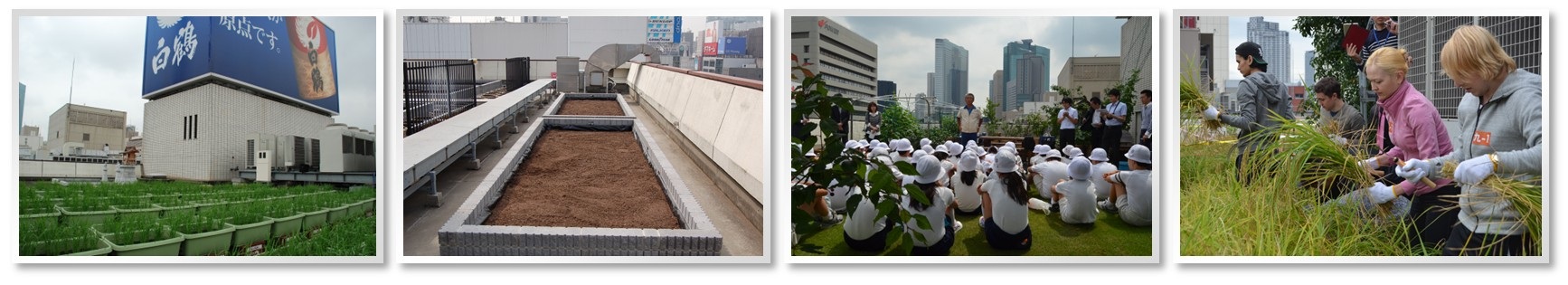 東京・銀座屋上の田んぼ「白鶴銀座天空農園」で自社開発酒米「白鶴錦」の田植えが無事終了！～日本酒文化の発信と屋上緑化、食育の取り組み～