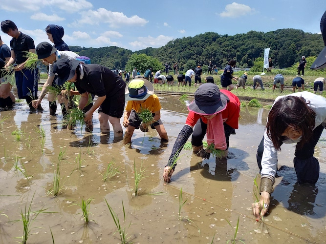 東京・八王子の日本酒醸造所「東京八王子酒造」、「学校法人矢野学園八王子実践」100周年を記念して、「生徒参加型食育プログラム」と「オーダーメイドの酒造り」を提供。 東京・八王子の日本酒醸造所「東京八王子酒造」、「学校法人矢野学園八王子実践」100周年を記念して、「生徒参加型食育プログラム」と「オーダーメイドの酒造り」を提供。