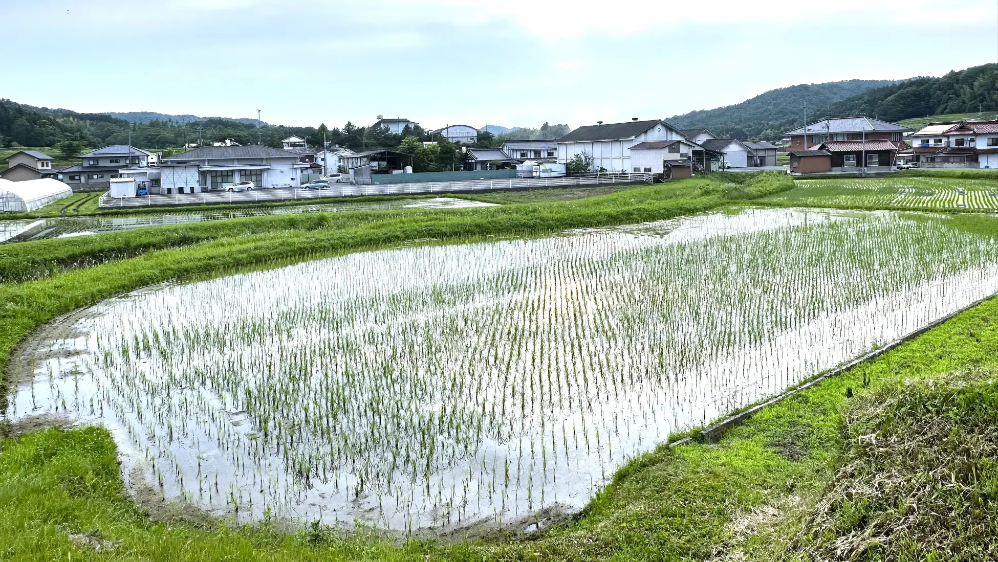 田んぼごとの味わいの違いを楽しむ次世代の日本酒「YOGANSUの酒 」。広島県三原市の「よがんす白竜」が、新酒（VT2024）4種類を7/19(土)より発売開始。