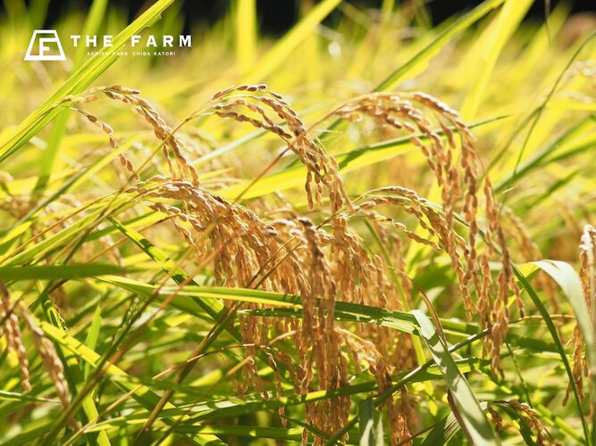 9月24日（水）旅するおむすび屋×農園リゾートTHE FARM。新米の恵みと地酒に酔いしれる一夜限りのイベントを開催