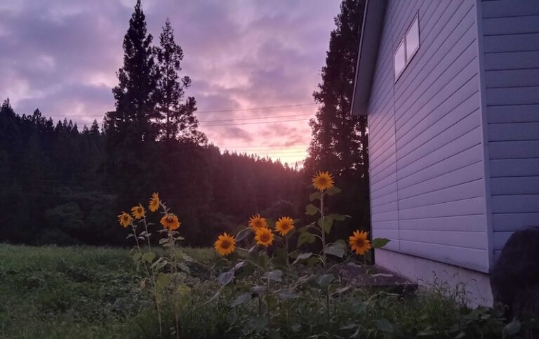 【開催報告】『津南醸造ひまわり祭り2025』を実施しました