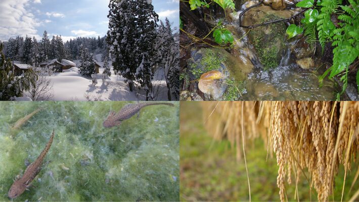 十日町市の元限界集落で育てる魚沼産コシヒカリを使った日本酒の棚田オーナー制度を開始