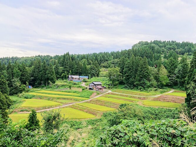 十日町市の元限界集落で育てる魚沼産コシヒカリを使った日本酒の棚田オーナー制度を開始