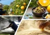 むなかた牛すじ×地元酒蔵の大島甘夏酒粕、地元食材と副産物を無駄なく活用した新メニューを提供開始【メルキュール福岡宗像リゾート&スパ】