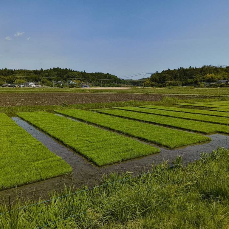 haccoba×根本家 田植えプロジェクト 2026春