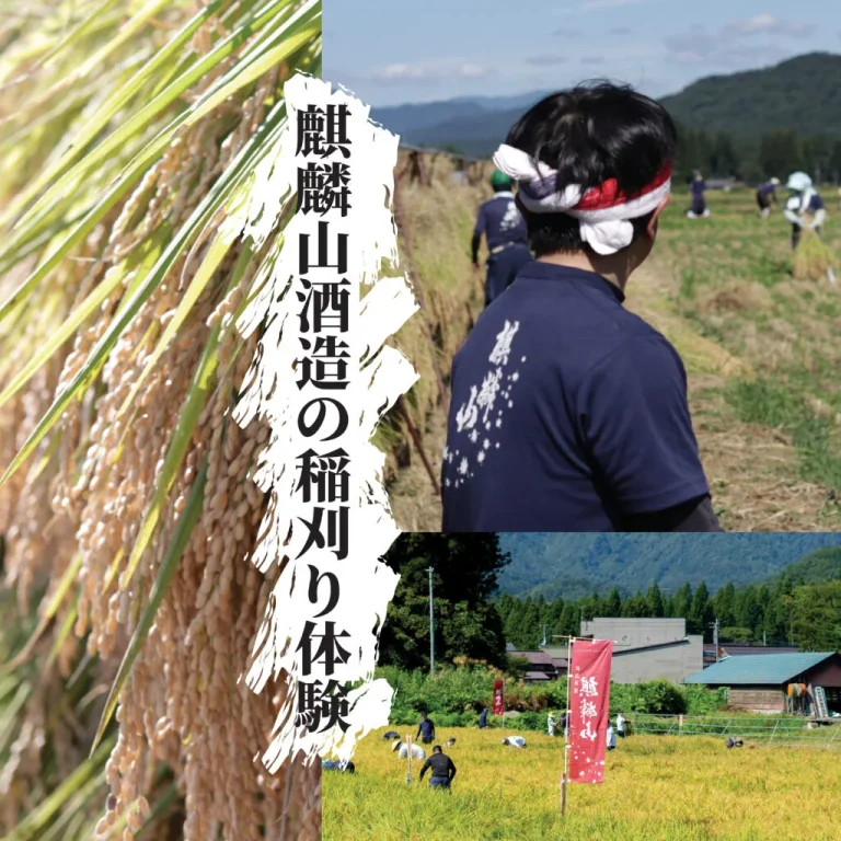 麒麟山 稲刈り体験