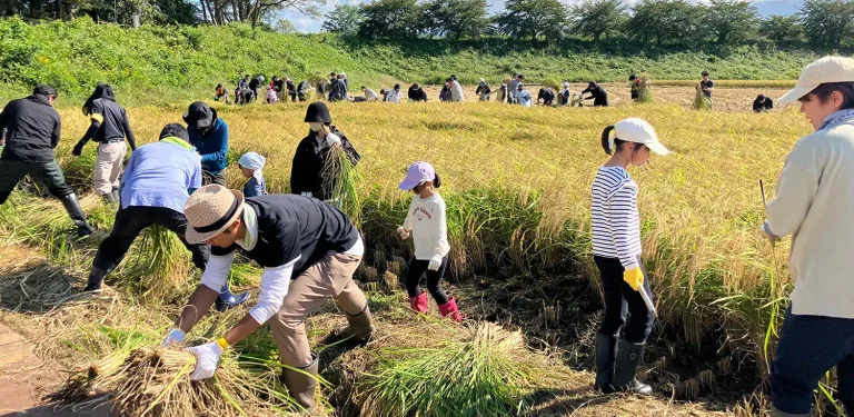 親子でたのしむ！酒米菊水の稲刈り体験2026